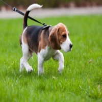 Pet Services